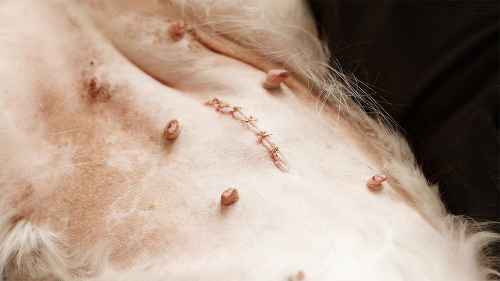 owariektomia laparoskopowa minimalne rany po zabiegu